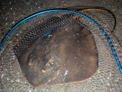 アカエイの釣果