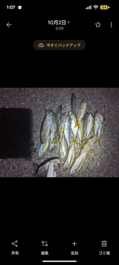 マアジの釣果