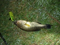 ブラックバスの釣果