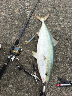 メジロの釣果