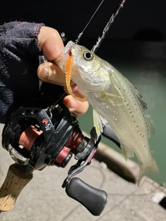 フッコ（タイリクスズキ）の釣果