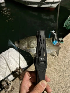 セイゴ（マルスズキ）の釣果