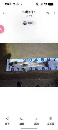 シーバスの釣果