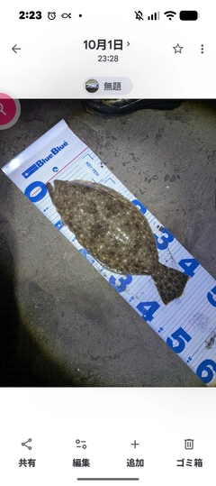 ヒラメの釣果