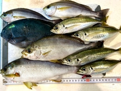 イサキの釣果