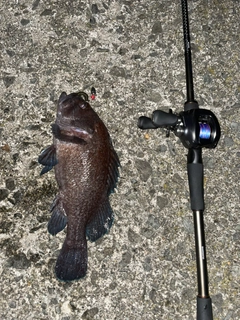 マゾイの釣果