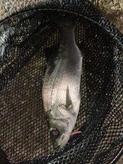 ヒラスズキの釣果