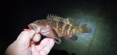 アコウの釣果