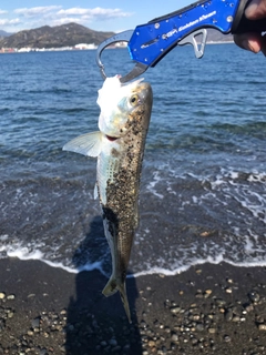 コノシロの釣果