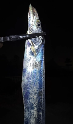 タチウオの釣果
