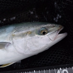 フクラギの釣果