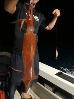 ケンサキイカの釣果