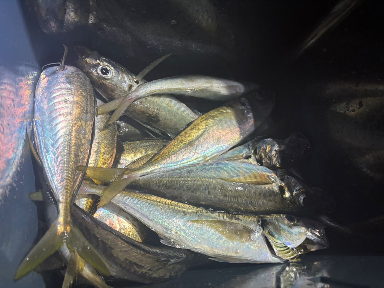 SHIMANO 18オシアジガー LJ S65-0/FSの最安値・インプレ・釣果 | 本音