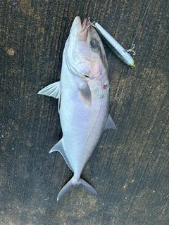 カンパチの釣果
