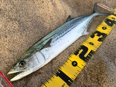 サゴシの釣果