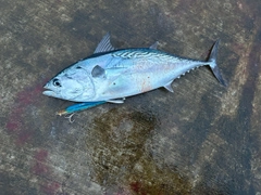 スマガツオの釣果
