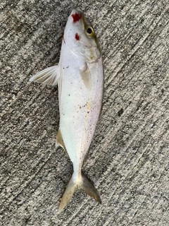 アカビラの釣果