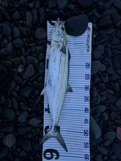 サゴシの釣果