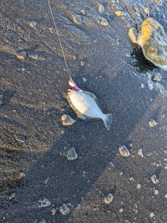ソゲの釣果