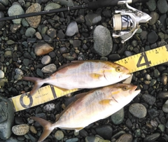 ショゴの釣果