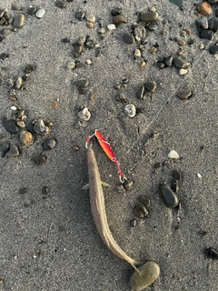 カマスの釣果
