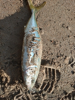 フクラギの釣果