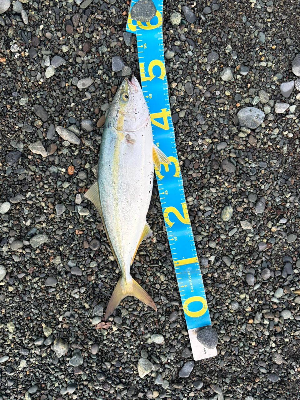 SHIMANO 23ネッサ リミテッド S110MH+の最安値・インプレ・釣果 | 本音