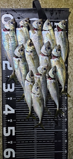 マアジの釣果