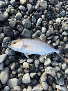 カンパチの釣果