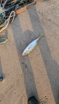 ワカシの釣果