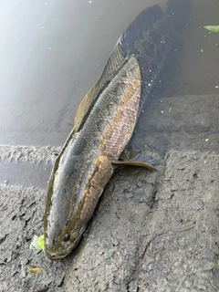 ライギョの釣果