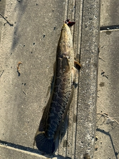 ライギョの釣果