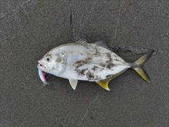 メッキの釣果
