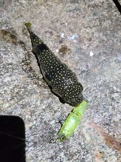 クサフグの釣果
