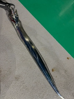 タチウオの釣果