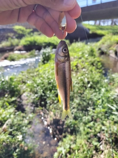 カワムツの釣果