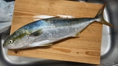 ワラサの釣果