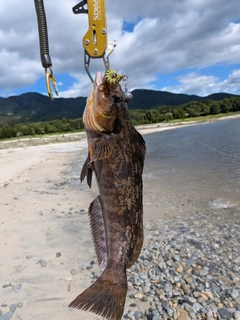 アイナメの釣果