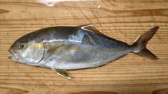 ショゴの釣果