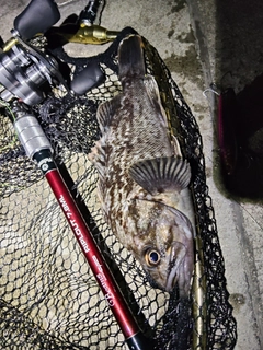 クロソイの釣果