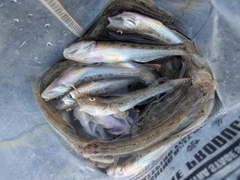 ハゼの釣果