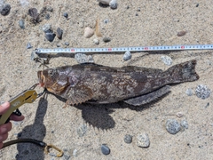 アイナメの釣果