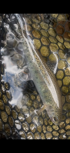 ニジマスの釣果