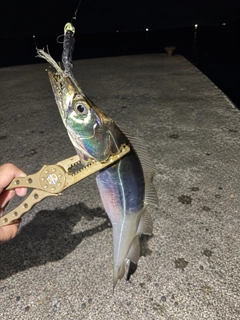 タチウオの釣果