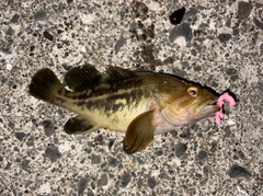 シマソイの釣果