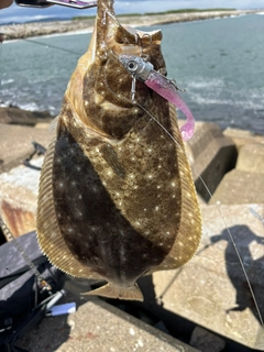 ヒラメの釣果