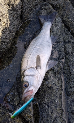 ヒラスズキの釣果