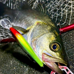 セイゴ（マルスズキ）の釣果