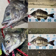 チヌの釣果