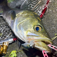 フッコ（マルスズキ）の釣果